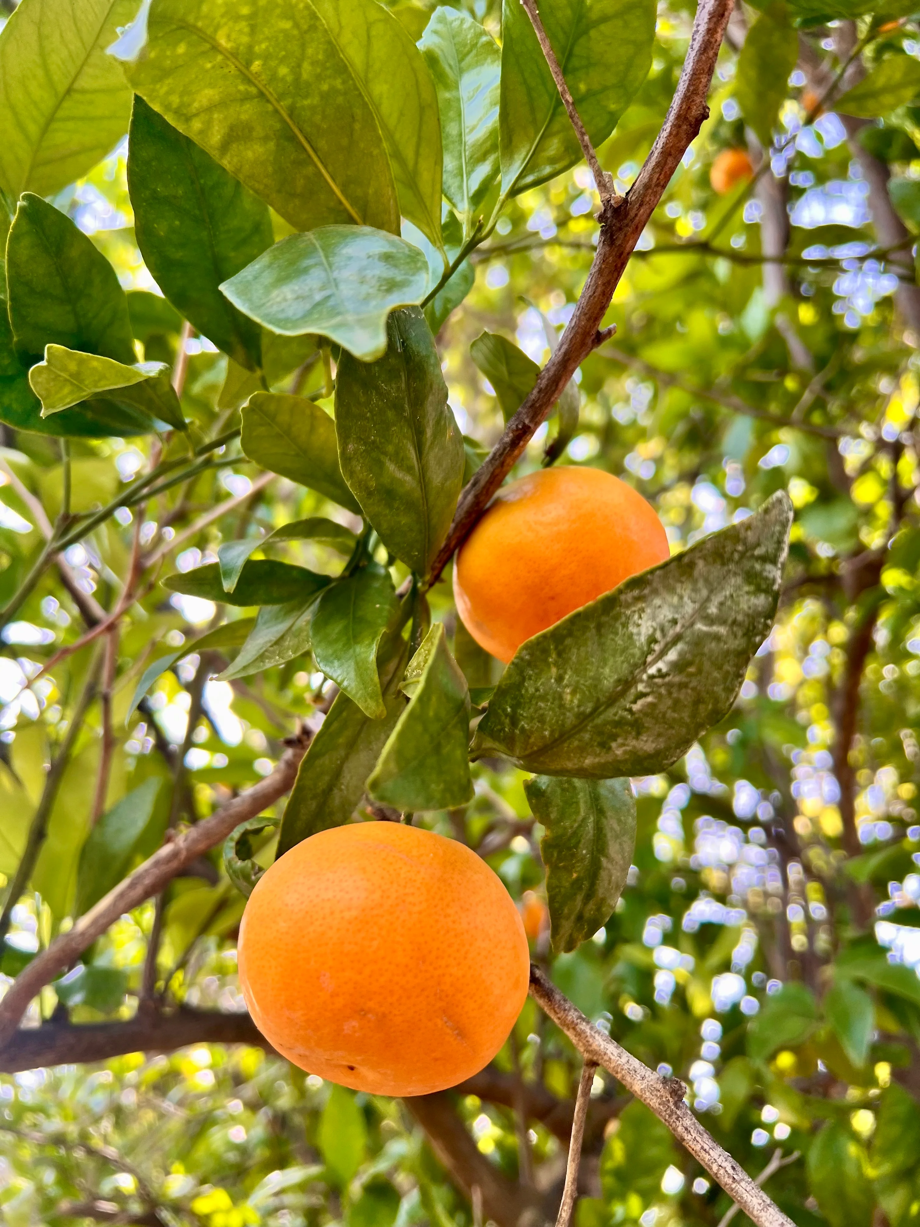 Orange citrus fruit on a tree in the orchard at Ojai Vacation Home, a base for a Johnny Cash Ojai home trip