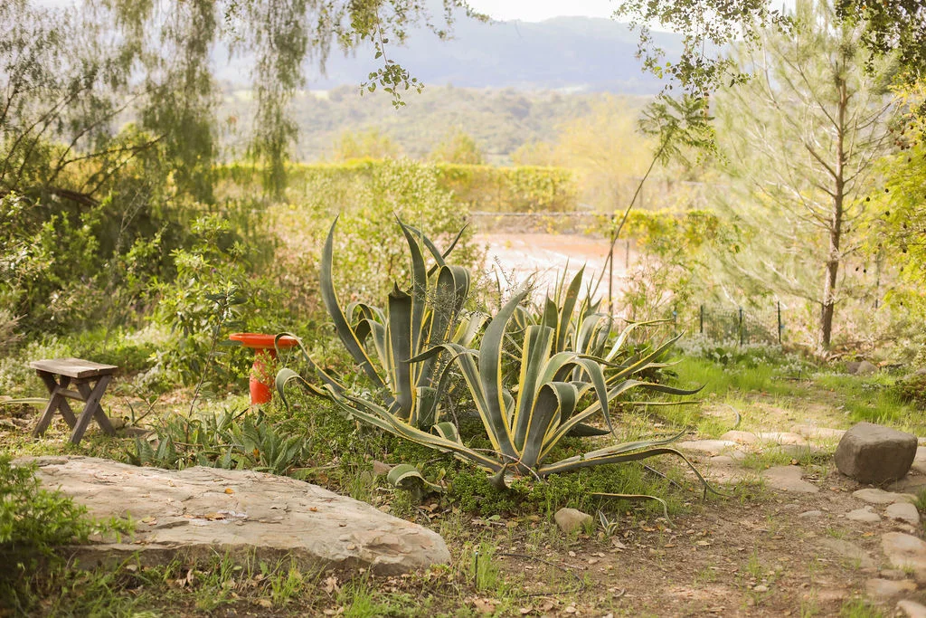 Garden and hillside view at Ojai Vacation Home, a base near the Valley View Preserve Fox Canyon trailhead
