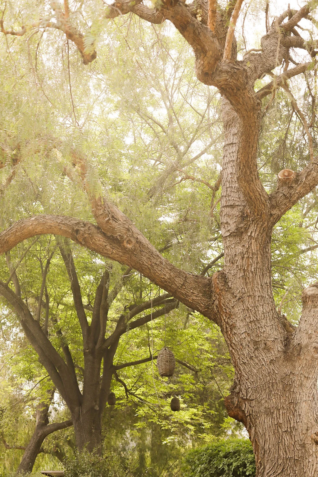 Orchard canopy at Ojai Vacation Home, a top pick for where to stay in Ventura County CA