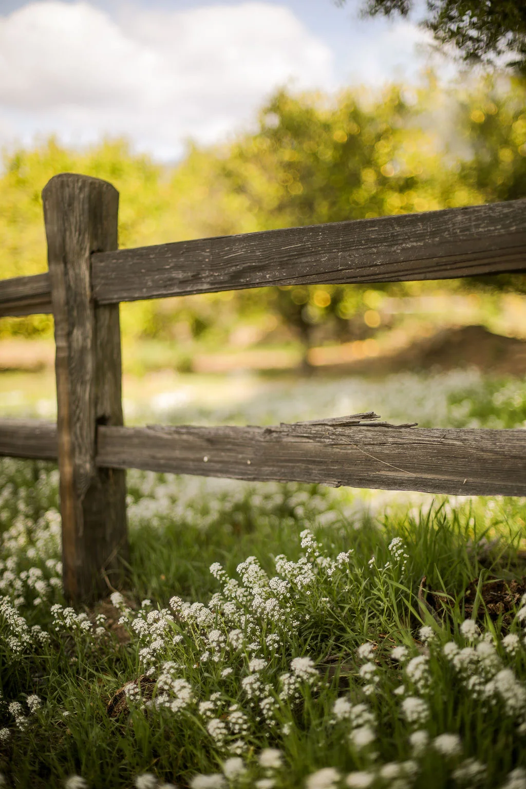 Split-rail fence and wildflowers at Ojai Vacation Home, a base near the Gridley Trail in Ojai, CA