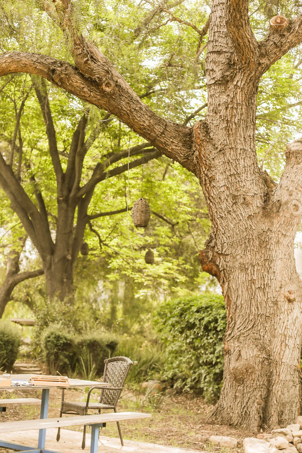 Picnic tables under an oak tree, a good spot to eat takeout from the best pizza Ojai offers