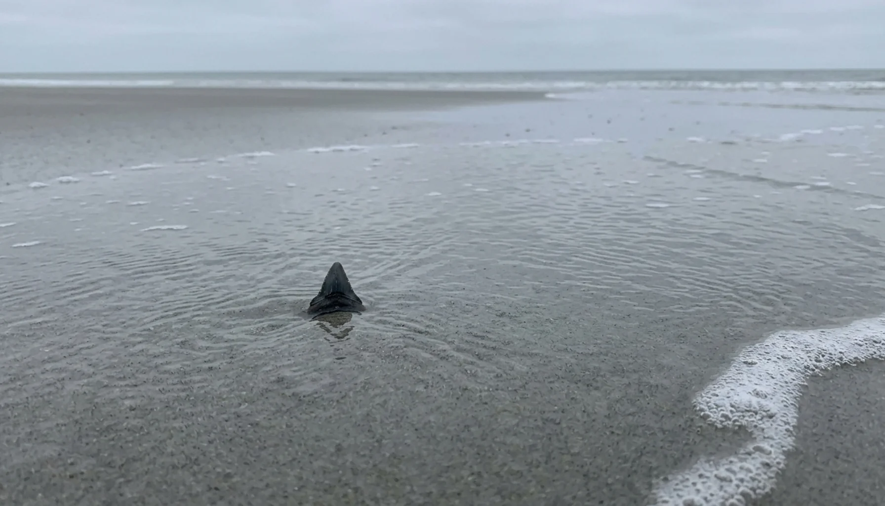 Fossilized shark tooth resting in shallow tide water on a Charleston SC beach — shark tooth hunting Charleston SC
