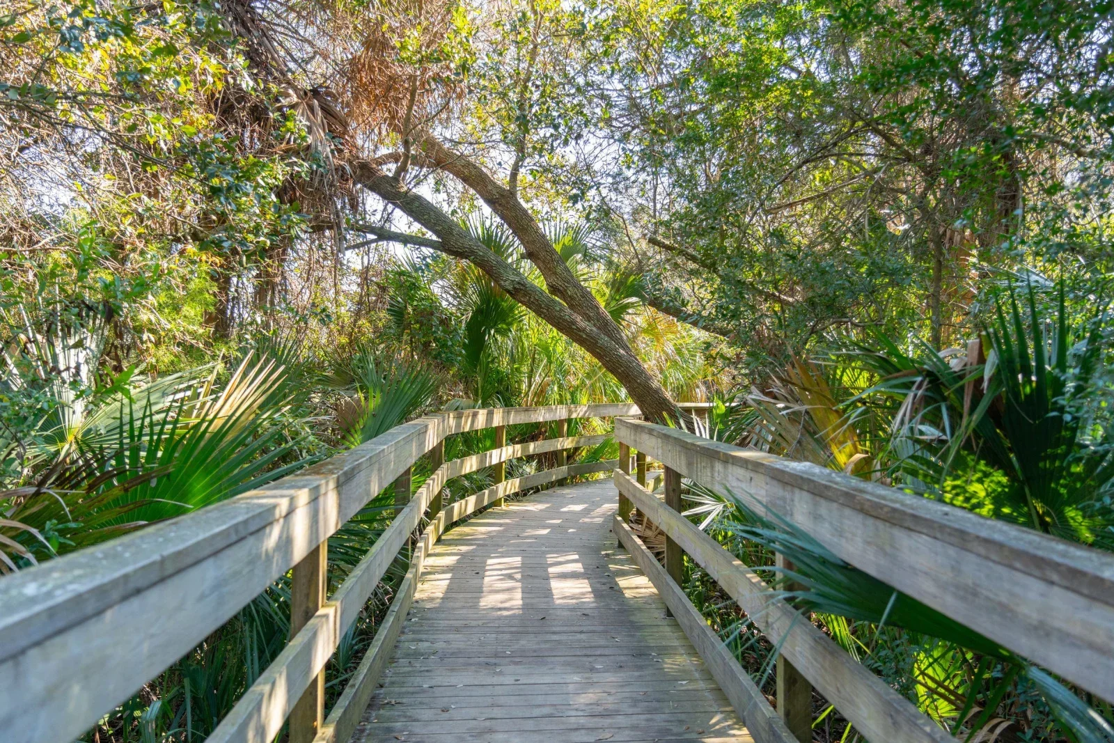 Wooden boardwalk through palm trees and coastal vegetation on Kiawah Island Charleston area cycling getaway